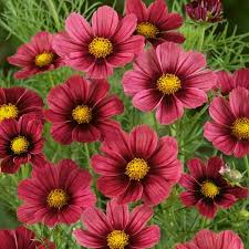 Cosmos Bipinnatus Antiquity Cosmos Flowers Types Of Flowers Annual Flowers