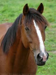 Résultat de recherche d'images pour "cheval trotteur francais"