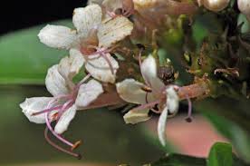 Image result for Volkameria glabra