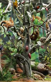Tropical rainforest plants produce 40 percent of earth's oxygen. Tropical Rainforest Animals Izi Travel