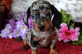Or, even better, check out pet finder and get ourself a rescue doxie! Miniature German Shepherd Near Me Novocom Top