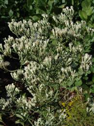 Image result for Hypericophyllum elatum