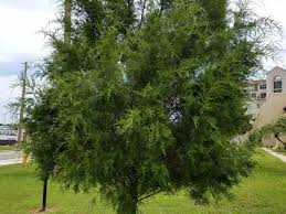 The dark green foliage and white blooms typically grow three to five feet tall, perfect for under trees and as partial privacy in front of windows. Southern Redcedars Are Great Trees For Florida Landscapes