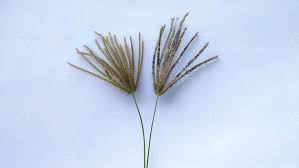 Image result for Chloris virgata