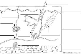 Maybe you would like to learn more about one of these? Label Skin Diagram Printout Enchantedlearning Com