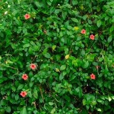 Image result for Barleria holubii