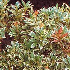 Pink tones can once again occur late season when temperatures cool. Lavendelheide Schattenglockchen Variegata Pieris Japonica Variegata Immergrune Laubgeholze Garten Schluter