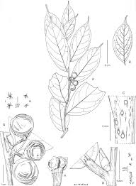 Image result for Cola clavata