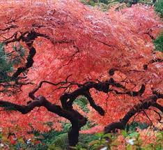 Klyon Krasnyj Sushestvuyushie Vidy Sposoby Posadki I Uhoda Japanese Maple Tree Japanese Garden Japanese Maple