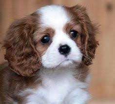 Teacup King Charles Cavalier Spaniel Fluffy Animals King Charles Cavalier Spaniel Puppy Cute Animals