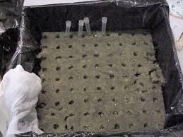 How long does it take seeds to sprout in rockwool. Esa Day 4 Wednesday 10 April