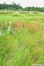 Image result for Eleocharis acutangula
