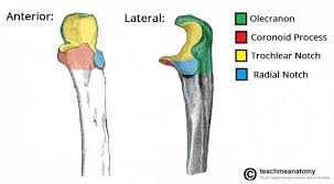 The foot bones shown in this diagram are the talus, navicular, cuneiform, cuboid, metatarsals and calcaneus. Bones Of The Upper Limb Teachmeanatomy