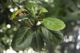 Image result for Uapaca