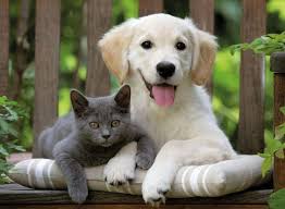 Her Insanin Karakteristik Yapisi Farklidir Kimisi Hareket Halinde Surekli Enerjik Olmayi Severken Kimi De Daha Dingin Kediler Ve Yavrulari Cute Kittens Kedi