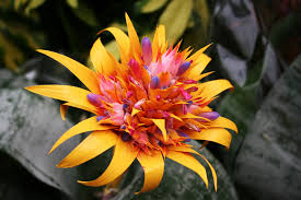 Maybe you would like to learn more about one of these? 48 Tropical Flower Wallpaper On Wallpapersafari