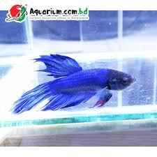 In fact, their whole display of trying to make themselves look bigger is to intimidate the other fish. Betta Fish 13 Aquarium