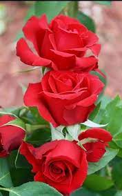 Flower Love Beautiful Rose Flowers Wonderful Flowers Red Rose Flower