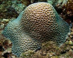 Image result for Walleria