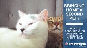 We did not find results for: What To Consider When Getting A Second Cat Or Dog Pro Pet Hero