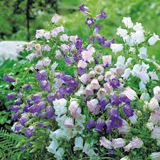 Pin On Cottage Gardens