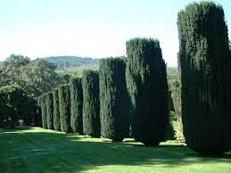 Taxus baccata 'erecta' common name: Taxus Baccata Stricta Irish Yew Plantmaster