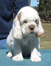 Find free puppies near me, adopt a puppy, buy puppies direct from kennel breeders and puppy owners in ireland. 76 Clumbers Ideas Clumber Spaniel Dog Love Spaniel