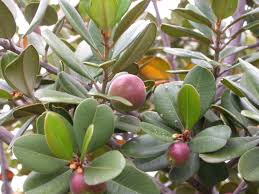 Image result for Pouteria pseudoracemosa