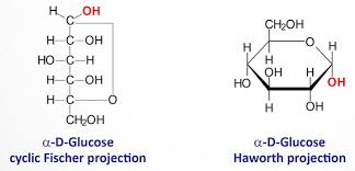 Biochemistry Of Carbohydrates