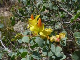 Image result for Adenolobus pechuelii