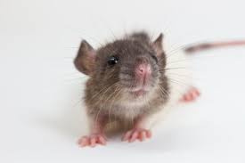 Exterminators can perform some basic rat control, but an infestation likely requires a wildlife control. 2021 Cost To Exterminate Rats Rat Exterminator Cost