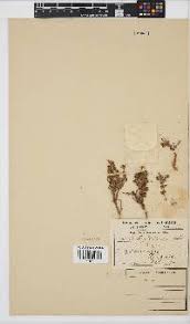 Image result for Senecio conrathii