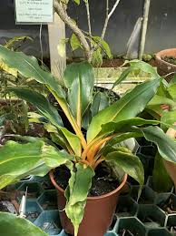 Image result for Chlorophytum filipendulum