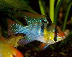 Microgeophagus Ramerezi Mit Bildern Aquarium Fische Arten Aquarium Fische Susswasser Aquarienfische