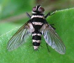 Image result for Tragia brevipes-benthamii-okanyu