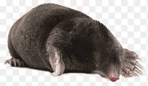 A mole looks very distinctive, if you can see one. Black Animal Mole Animals Moles Png Pngegg