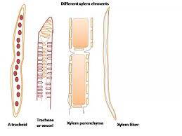 Xylem Tissue Definition Examples Diagrams