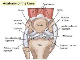 Pin On Knee Exercise