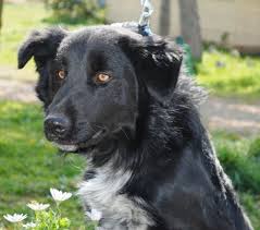 Adopter Grand Chien Junior Refuge Spa De Vallerargues Gard Chien Croise Secondechance Org Chien Croise Chien Grands Chiens