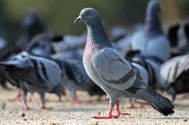 Are pigeons making your roof their home? Feral Pigeon Wikipedia