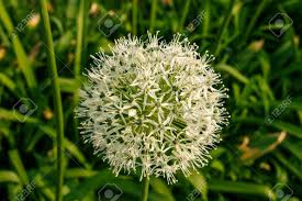 Maybe you would like to learn more about one of these? White Green Ball Of A Decorative Flower A Flower In The Shape Of A Sphere On