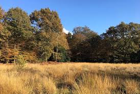 Последние твиты от epping forest (@coleppingforest). The Magic Of Epping Forest Woodcroft School