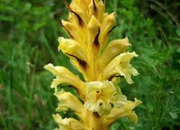 Image result for Orobanchaceae