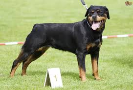 Resultado de imagem para rottweiler