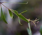 Image result for Olea chimanimani