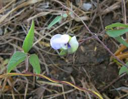 Image result for Decorsea