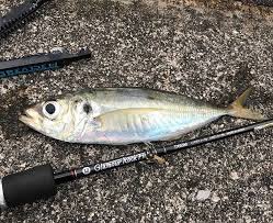 アジ釣りの時期と時間帯は重要 初心者向けに釣れる理由を簡単解説 暮らし の