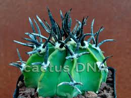 Image result for Biophytum crassipes