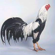 It originated in kagoshima prefecture, in the southernmost part of the island of kyushu in southern japan, and was originally bred for cockfighting. Satsumadori Club Deutscher Ur Und Kampfhuhnzuchter