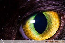 We did not find results for: Animal Eyes Close Up Amazing Closeup Pictures Of Animals Eyes Eye Photography Cool Eyes Eye Pictures